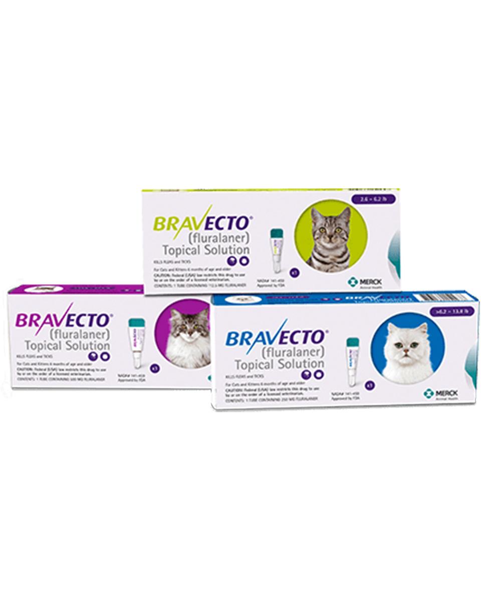 Bravecto for Cats