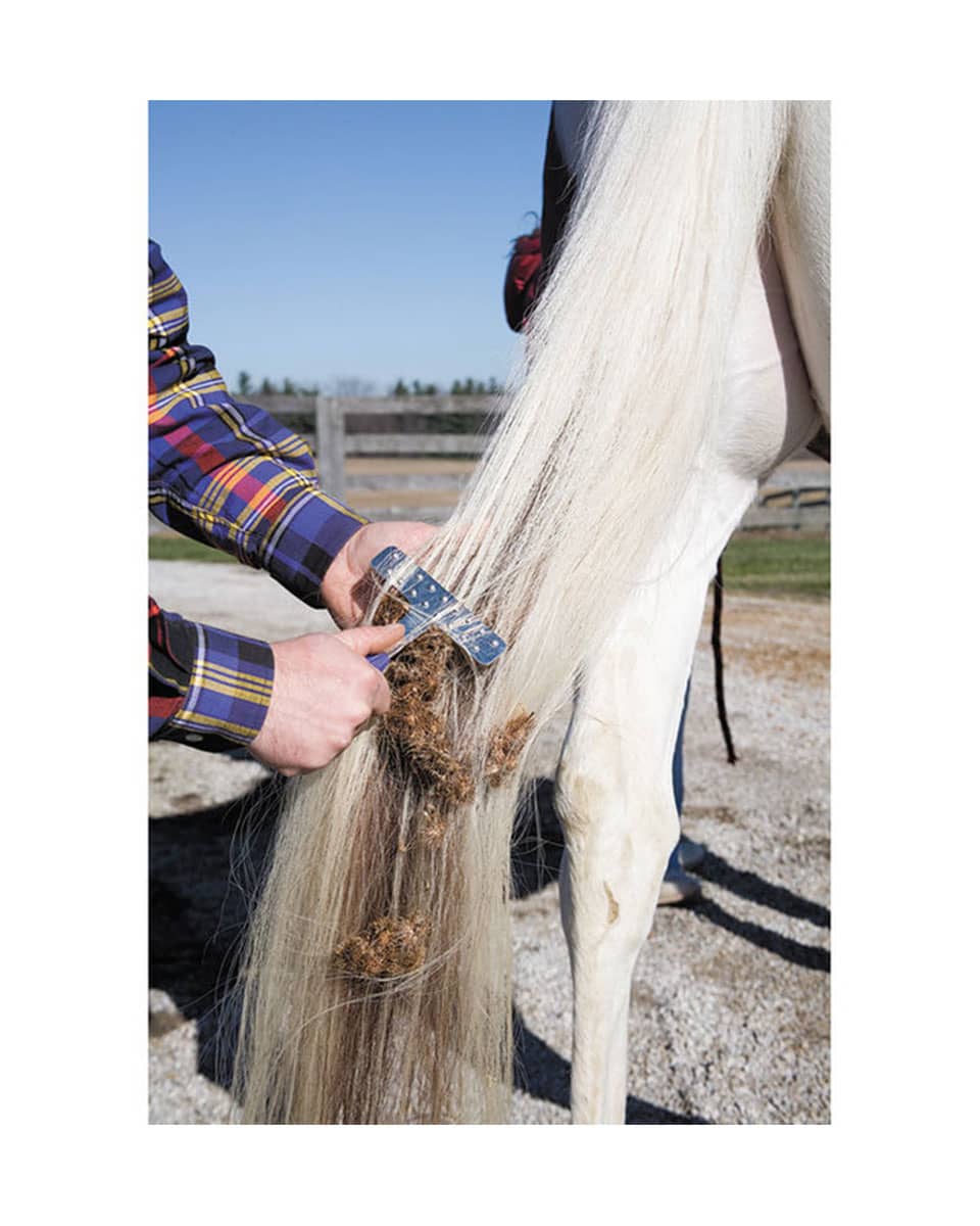 Weaver Burr Out Grooming Tool for horses and pets