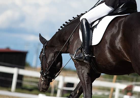 Hot Weather Heroes: Best Cooling Gear for Your Horse