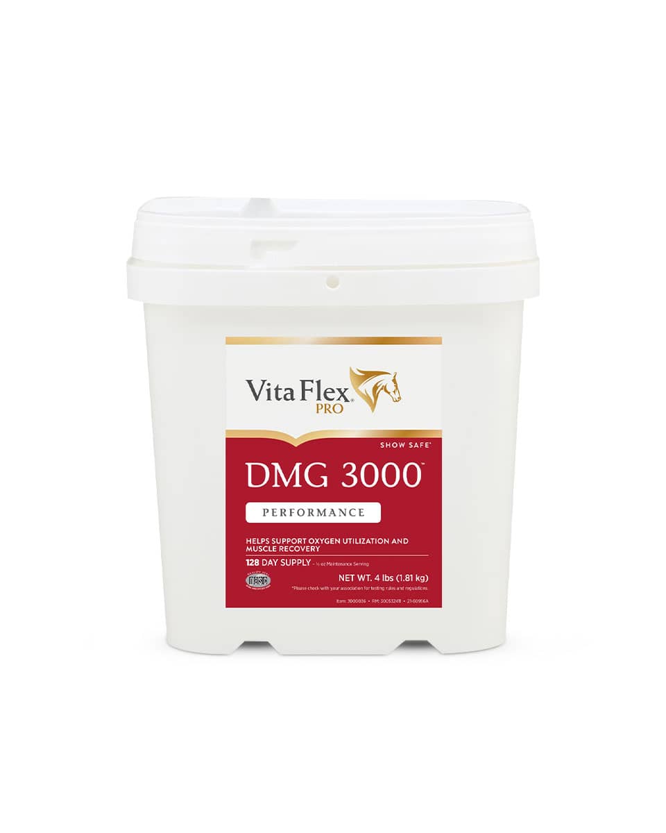 DMG 3000 stamina supplement for horses by Vita-Flex