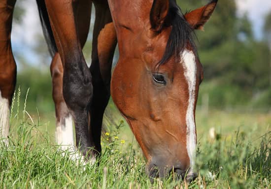 When Should You Deworm Your Horse?