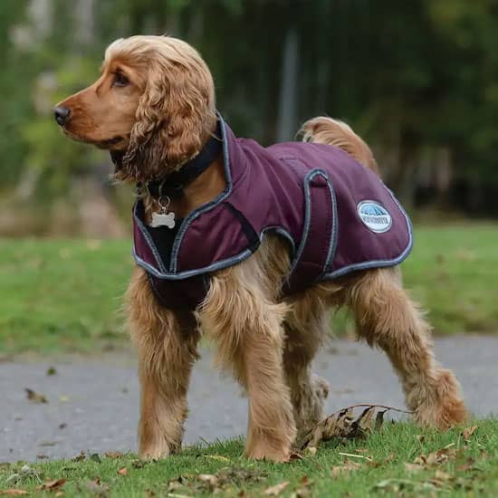 Dog Coats for Sale at FarmVet.