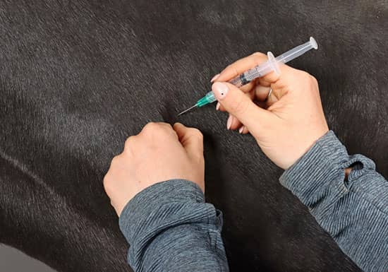 Fall Vaccination Tips for Horse Owners