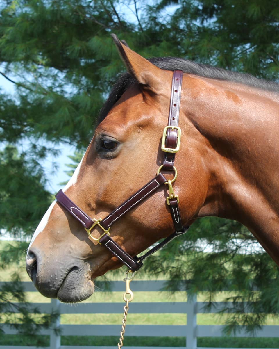 FarmVet Heritage Halter by Walsh