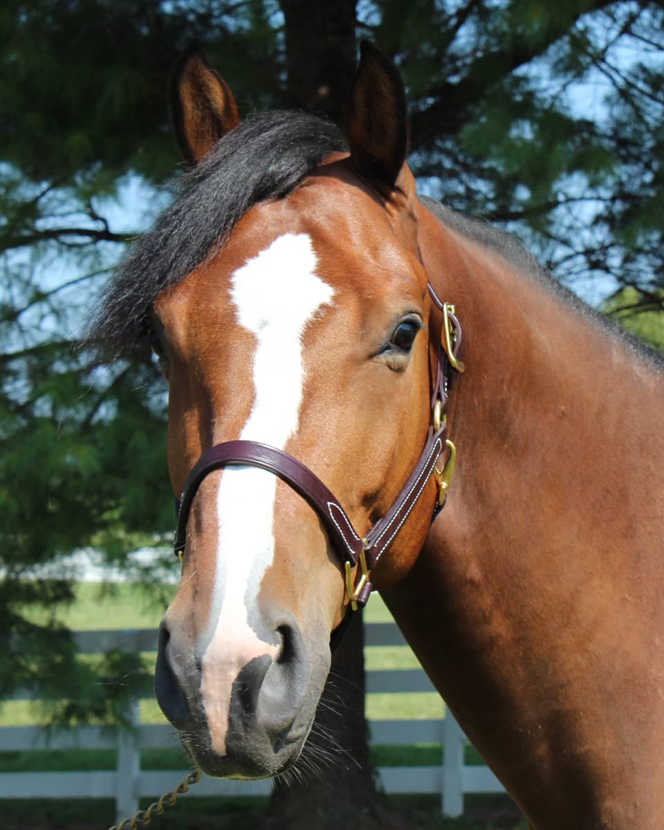 FarmVet Heritage Halter by Walsh