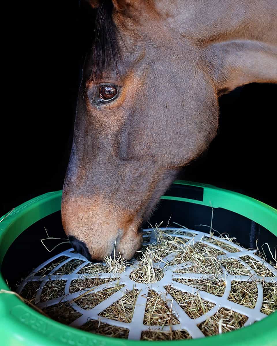 HayGain Forager Slow Hay Feeder for horses