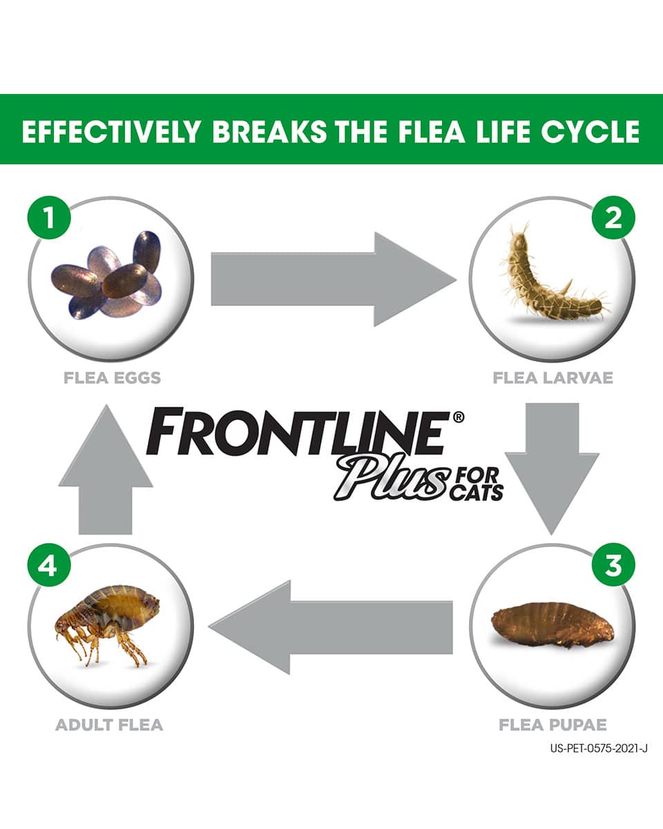 Frontline Plus Flea & Tick control for Cats