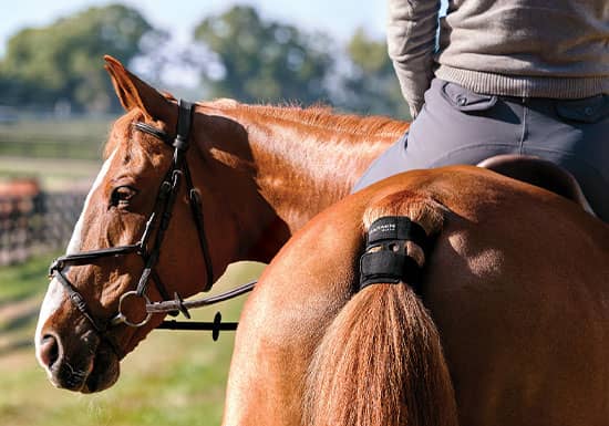 Garmin Blaze: Track Your Horse's Health Data