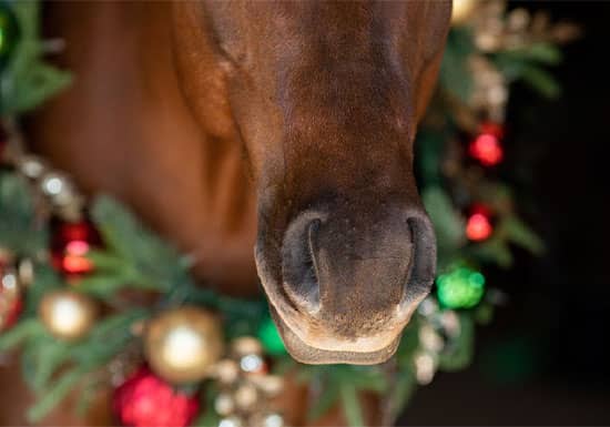 The Ultimate 2025 Holiday Gift Guide for Equestrians