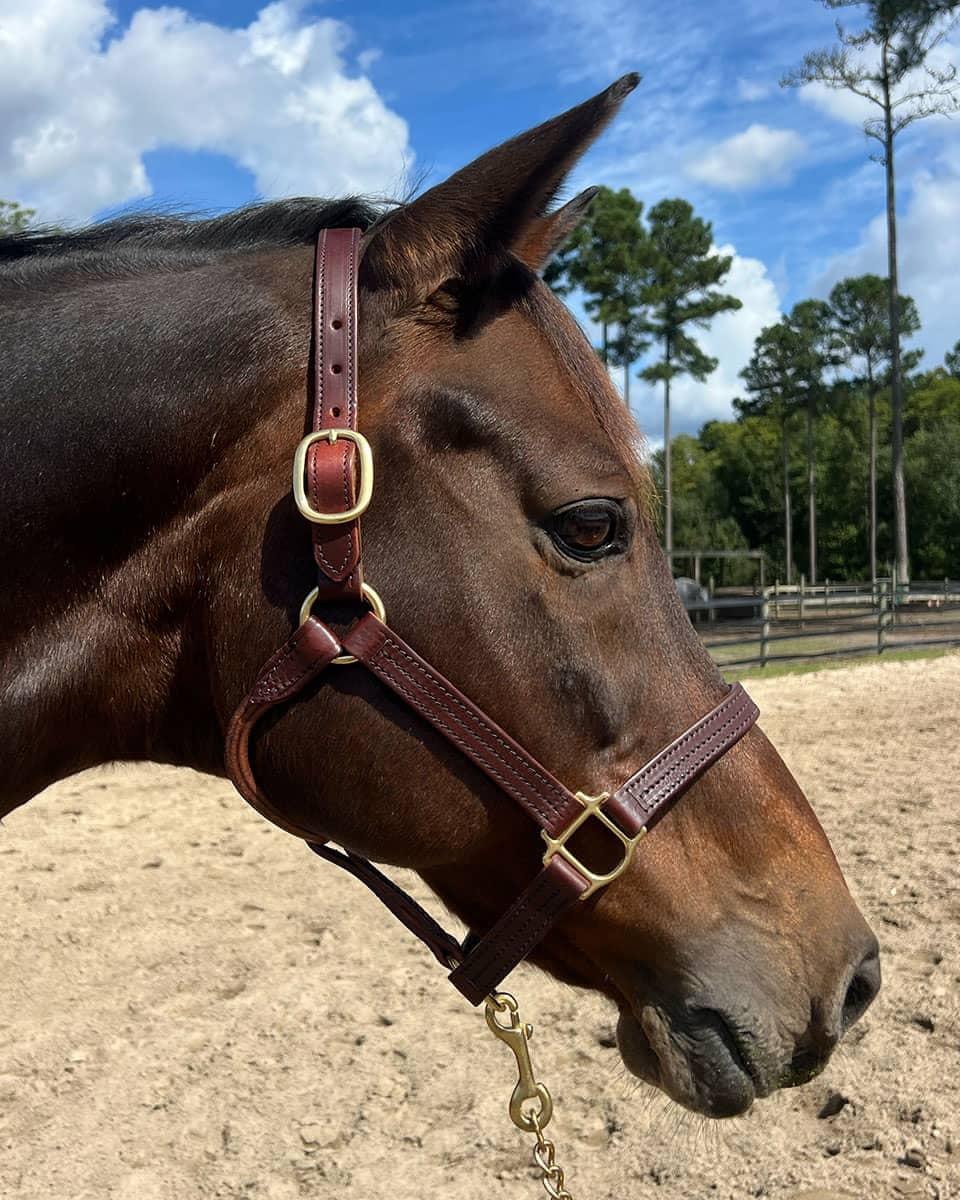 Horse Cents Leather Dress Halter with English Chin and triple stitching