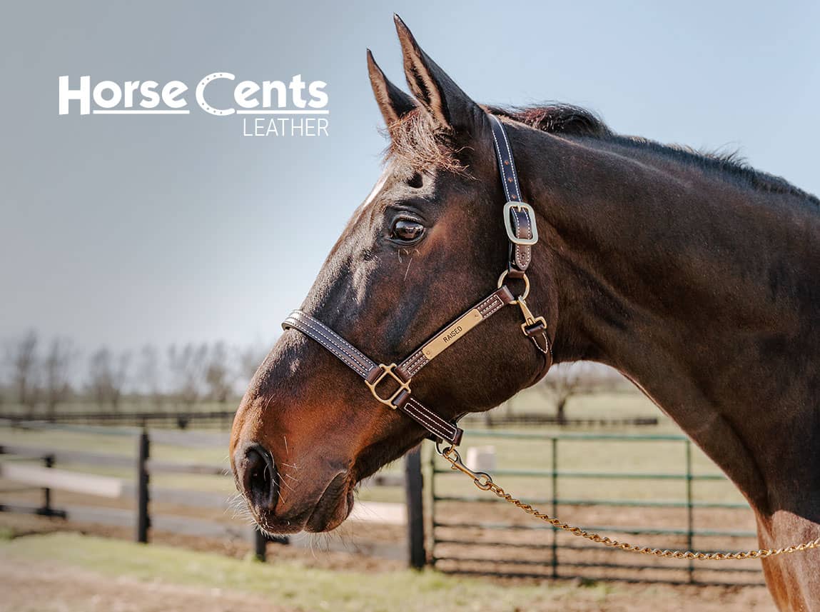 Horse Cents Leather Horse and Equestrian items at FarmVet.