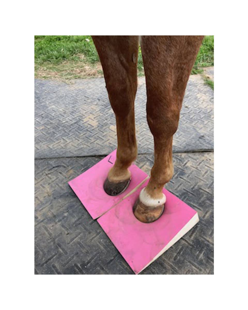 Tapis De Selle D'occasion Balance Base 1/4 Pouce – Noir Similicuir – équitation
