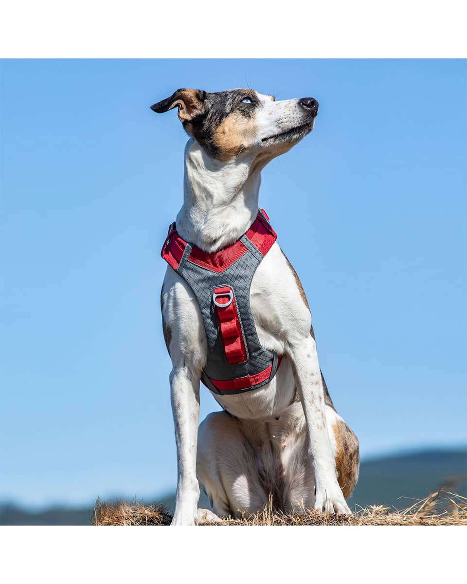 Kurgo Journey Air Dog Harness