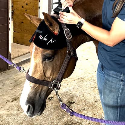 Laser and Red Light Therapy for Horses at FarmVet.