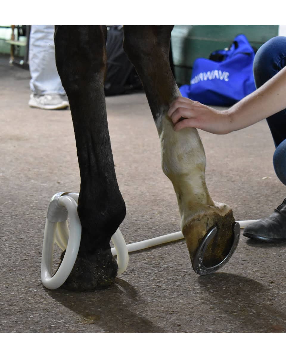 MagnaWave Semi 10 - PEMF Therapy for horses