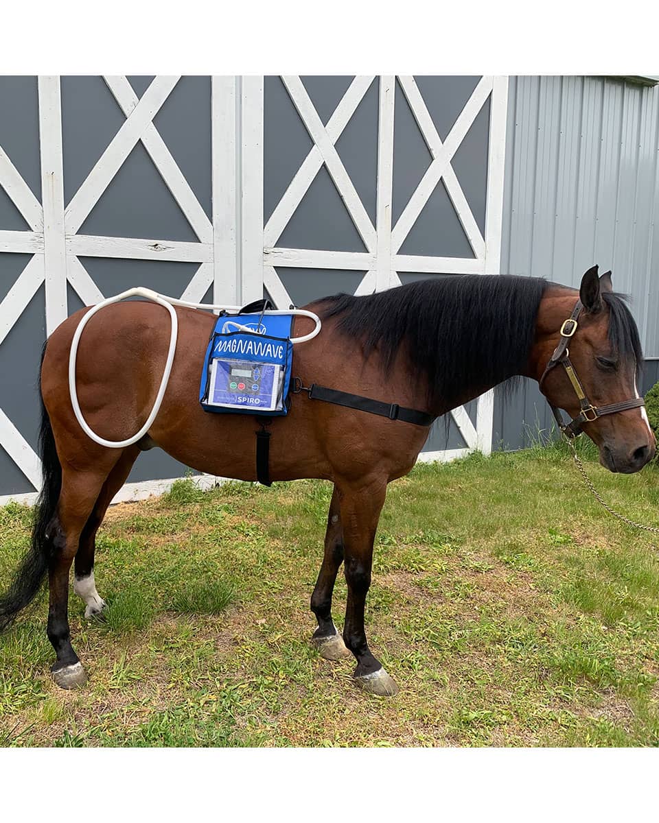 MagnaWave Spiro Klick - PEMF Therapy for horses