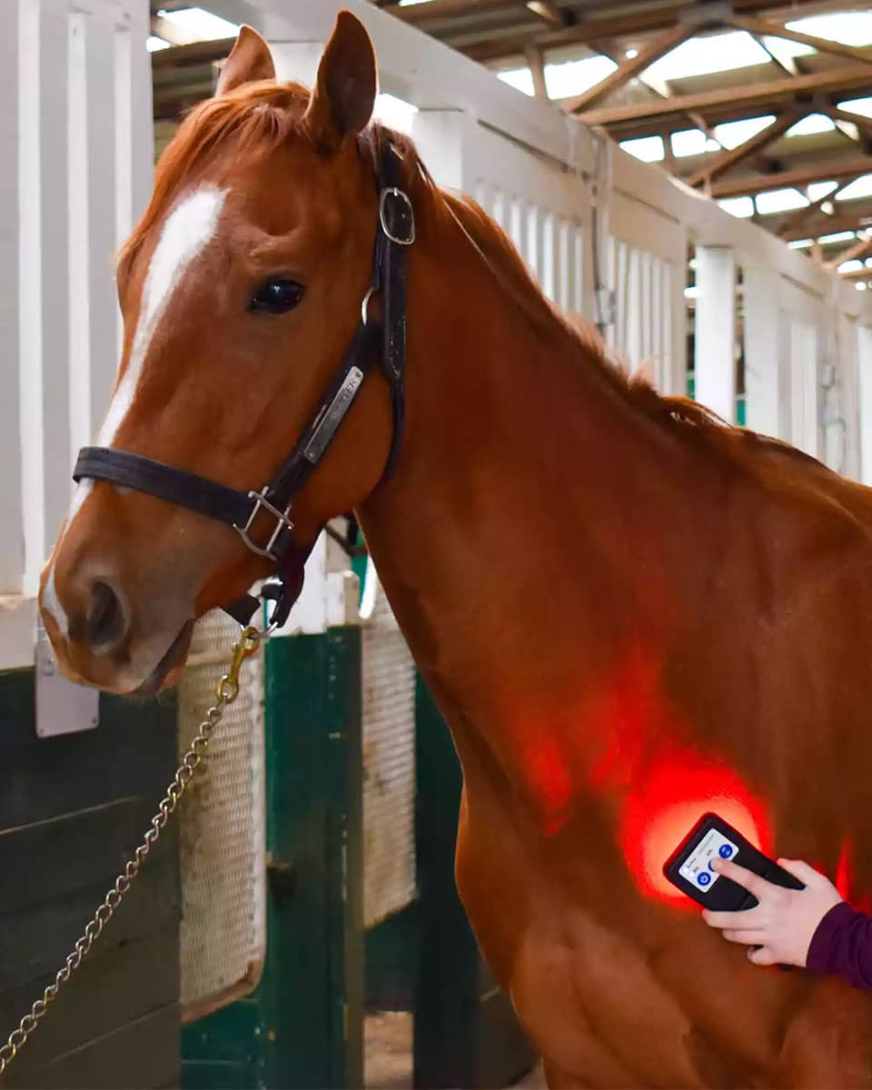 MagnaWave ROC RedLight therapy for horses
