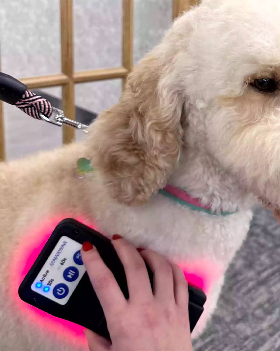 MagnaWave ROC RedLight Therapy for dogs