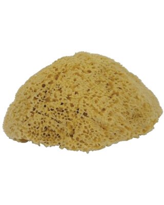 Natural Sponge
