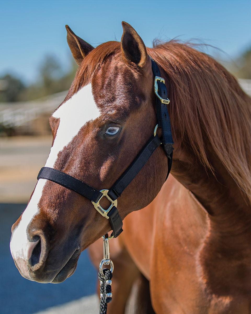 Professional's Choice Nylon Halter