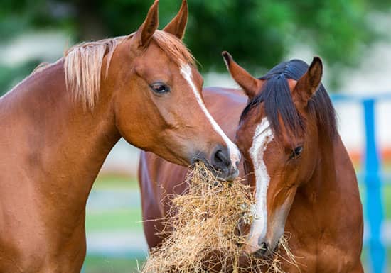 How to Transition Horses From Pasture to Hay
