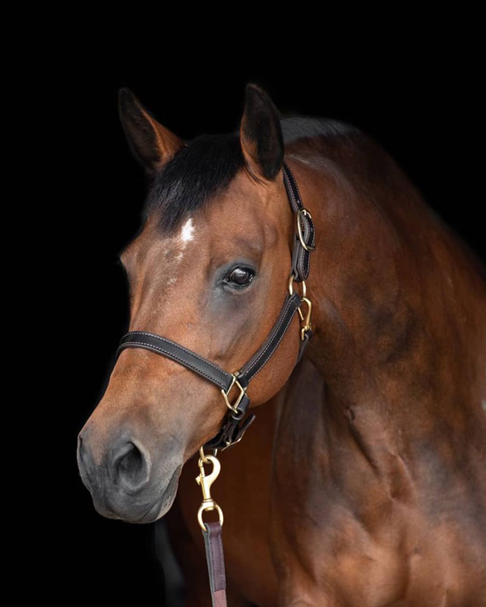 Perri's Leather Turnout Halter