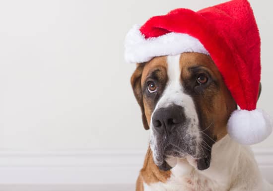 The Gift Guide for Pets: Our Favorites of 2025
