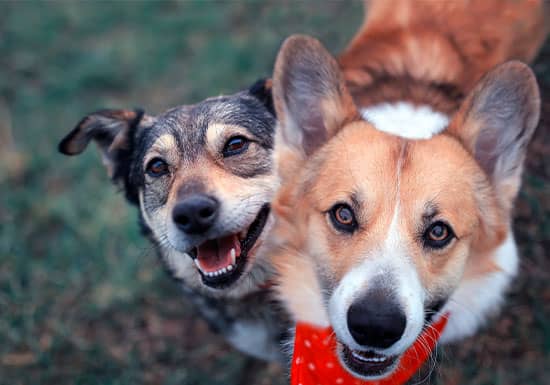 How Can Light Therapy Benefit Your Pet?