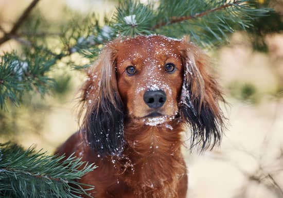 5 Tips for Pet Care in Cold Weather