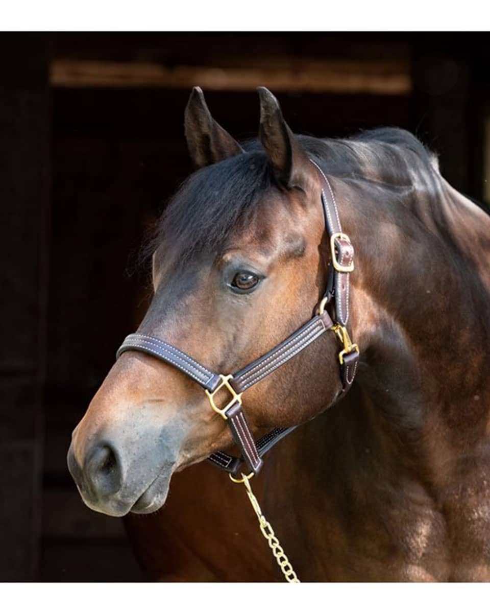 Perri's Professional Show Halter