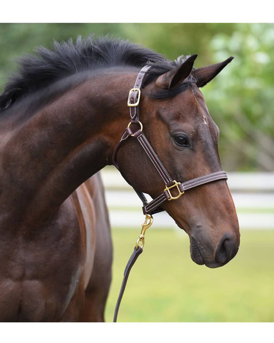 Perri's Professional Show Halter