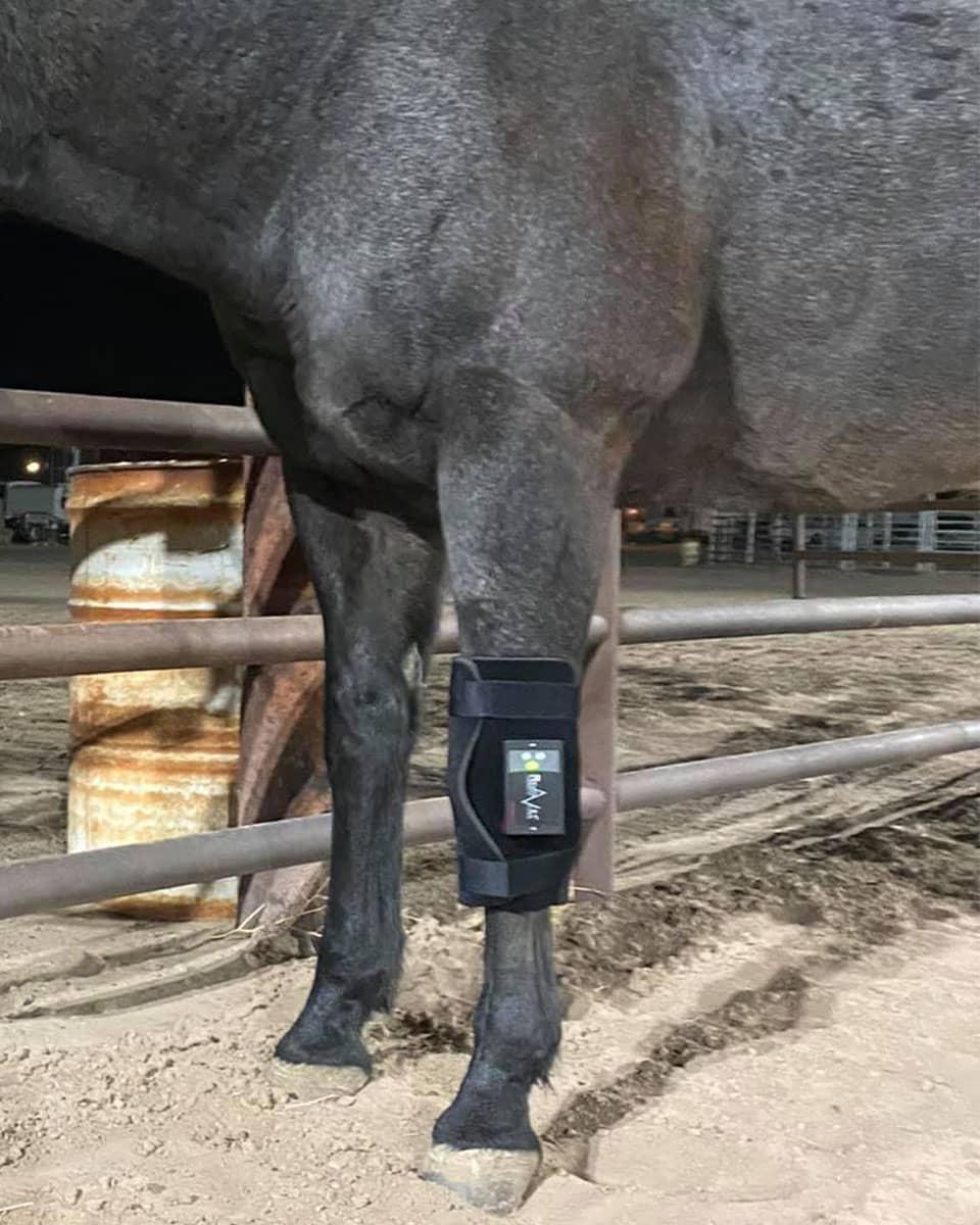 RevitaVet Knee Saver from RevitaVet Light Therapy - wearable red light therapy for horses