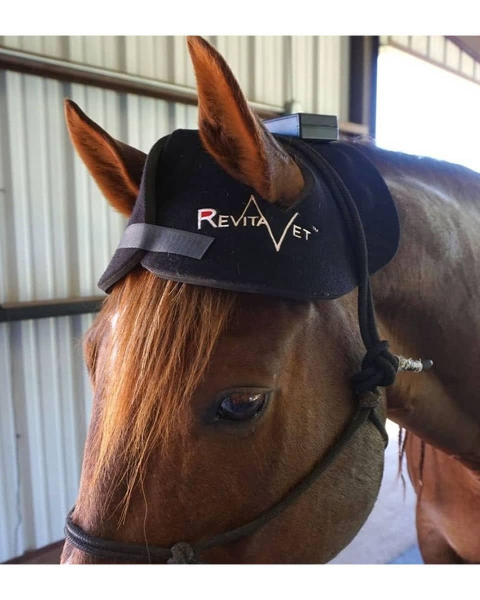 RevitaVet Poll Cap from RevitaVet Light Therapy - wearable red light therapy for horses