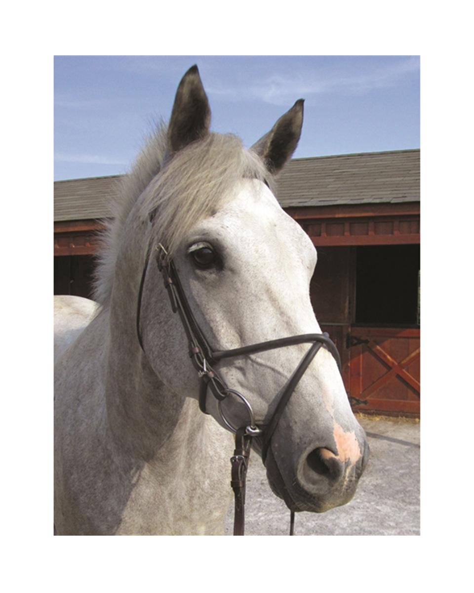 Nunn Finer Dee Savers in Brown - The Tried Equestrian