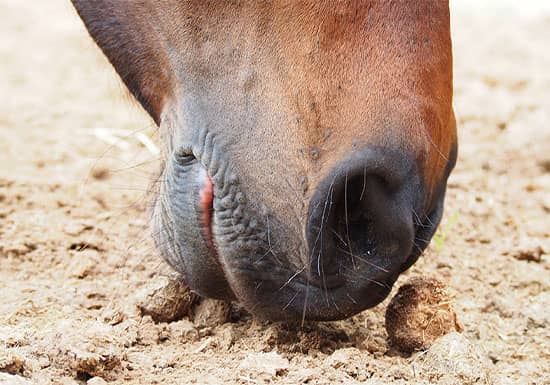 Sand Colic in Horses: Signs, Causes & Prevention