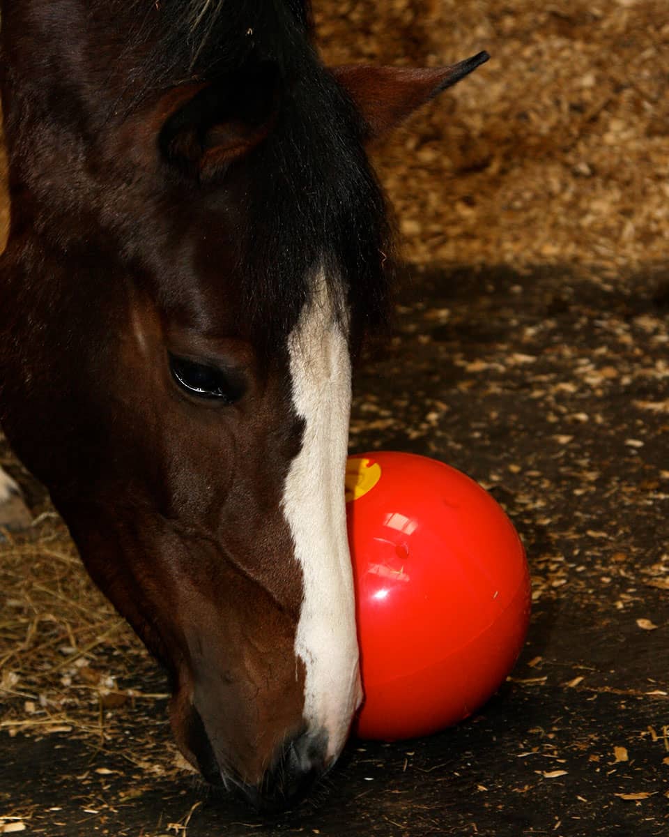 Likit Snak-a-Ball horse toy