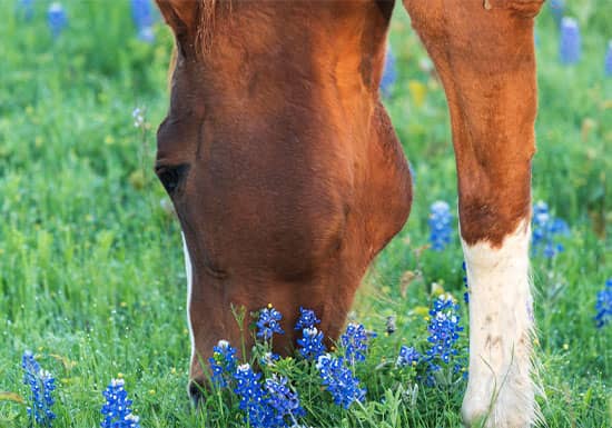Spring Colic: Causes & Prevention Tips for Owners