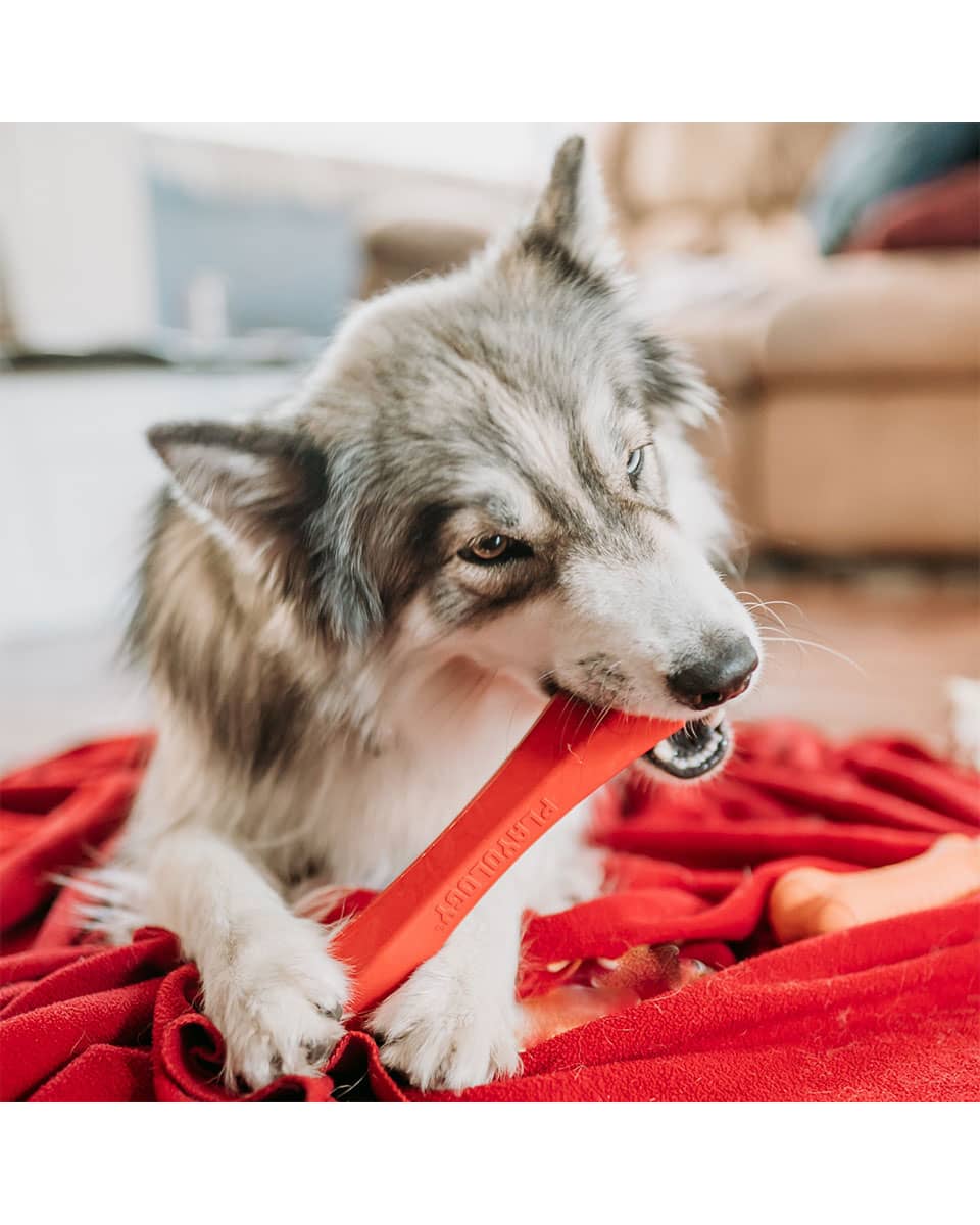 Playology Squeaky Chew Stick dog toy