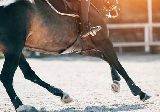12 Must-Have Products for Summer Horse Care