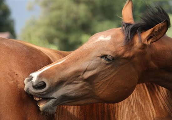 A Horse Owner’s Survival Guide to Sweet Itch