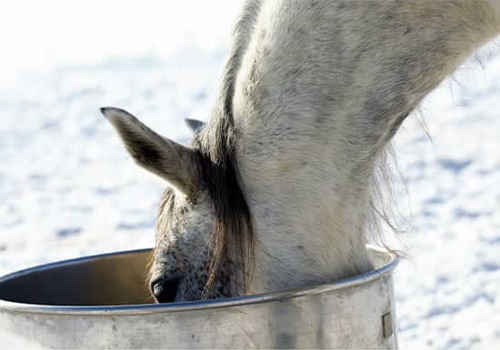 Cold Weather Hydration Tips for Horses