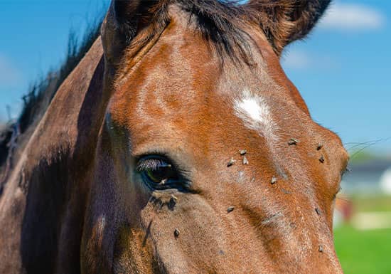 Choosing the Right Fly Spray: Oil vs. Water vs. Natural