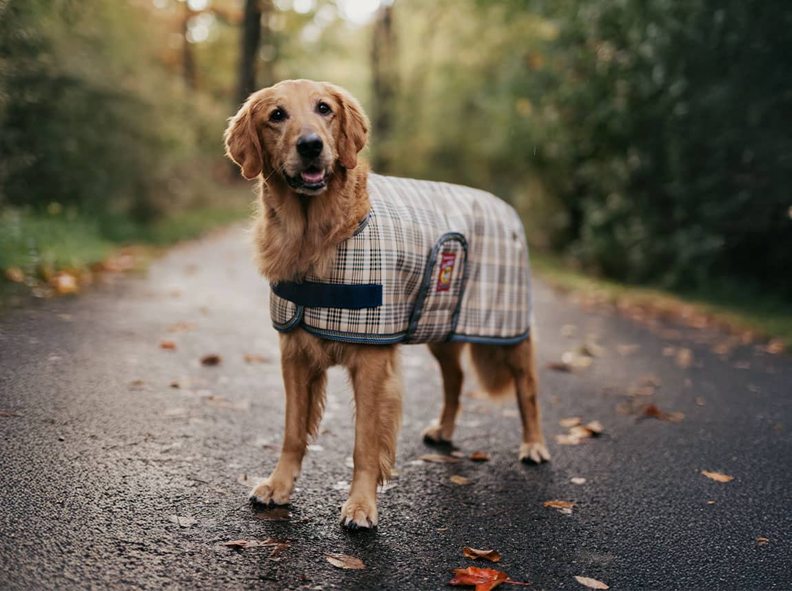 Coats and Jackets for Dogs for Sale at FarmVet.com.