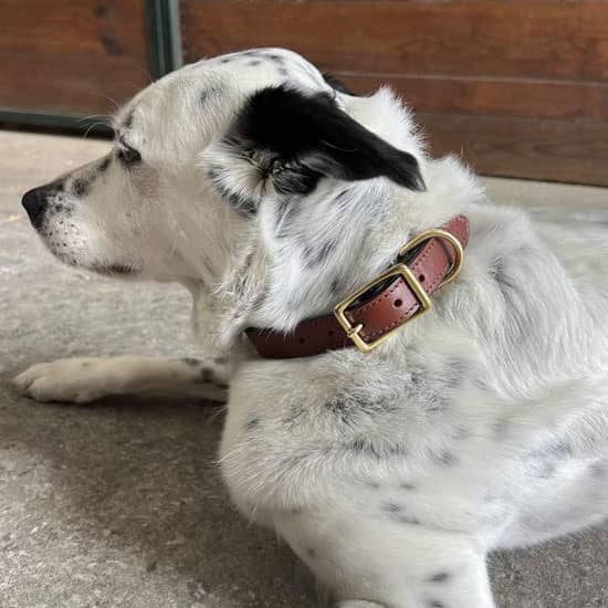 Handmade leather dog collars and leashes with engraving.