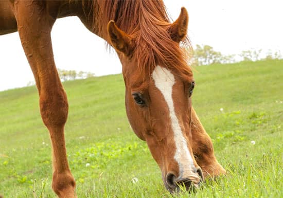 Does My Horse Need A Grazing Muzzle?