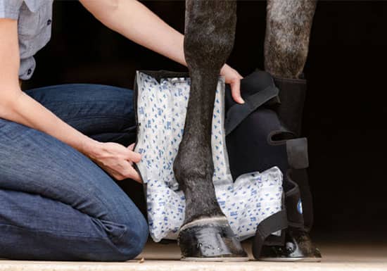 Icing Upgraded: Ice Horse’s New & Improved Ice Packs