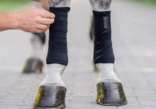 Leg Wrapping 101: Tips for Every Horse Owner