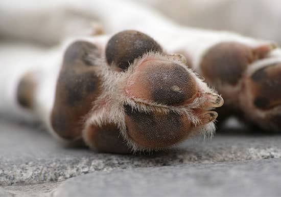 The Top Tools for Your Pet’s Nails, Claws, and Paws