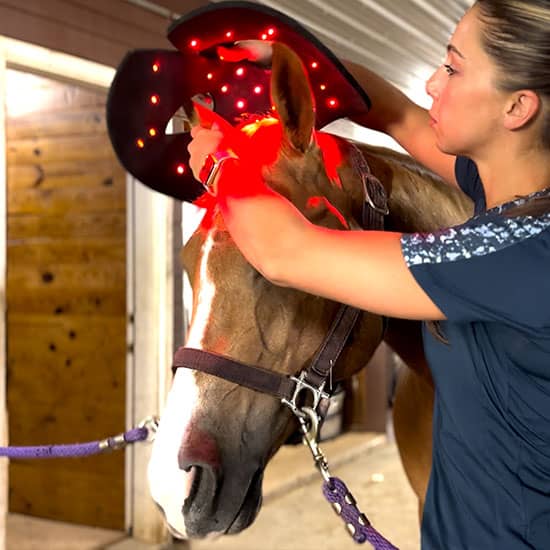 RevitaVet Horse Poll Cap, Red Light Therapy, at FarmVet.com.