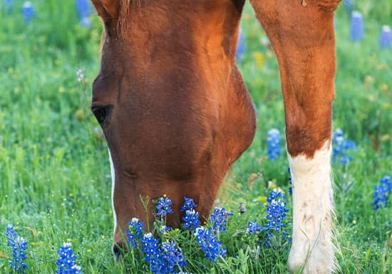 Spring Colic in Horses: Causes & Prevention Tips for Owners